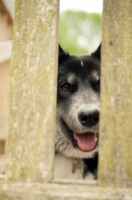 Picture of Husky Crossbred dog looking through fence