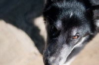 Picture of Husky Crossbreed close up