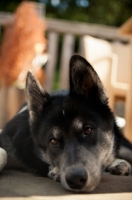 Picture of Husky Crossbreed looking towards camera