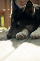 Picture of Husky Crossbreed lying on wooden floor