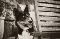 Picture of Husky Crossbreed near deckchair 