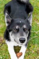 Picture of Husky Crossbreed on grass