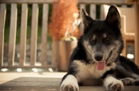 Picture of Husky Crossbreed on terrace