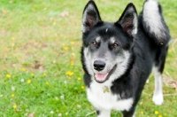 Picture of Husky Crossbreed standing on grass