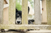 Picture of Husky Crossbreed waiting behind fence