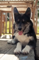 Picture of Husky Crossbreed