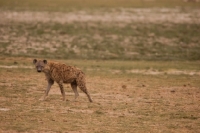 Picture of Hyena standing in vast open land, Kenya