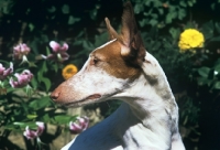 Picture of ibizan hound, portrait