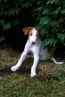 Picture of ibizan hound puppy sitting up