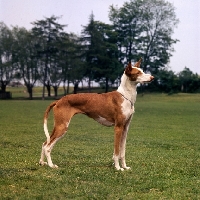 Picture of ibizan hound standing on grass
