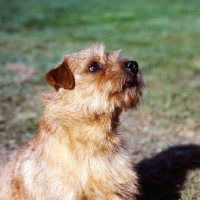 Picture of int/nord ch cracknor capricorn head study, champion norfolk terrier