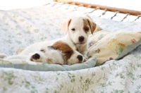 Picture of jack russell terriers