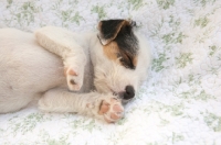 Picture of jack russell terrier