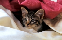 Picture of kitten among fabric