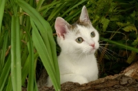 Picture of kitten amongst greener