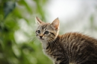 Picture of kitten, blurred background