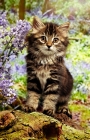 Picture of kitten in bluebells