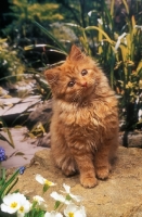 Picture of kitten in garden