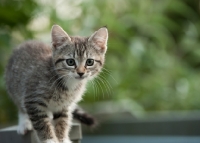 Picture of kitten looking towards camera