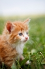 Picture of Kitten on grass