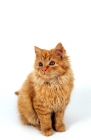 Picture of kitten on white background