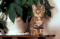 Picture of kitten standing on table next to a pot