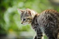 Picture of kitten