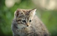 Picture of kitten