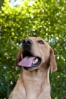 Picture of Lab looking up