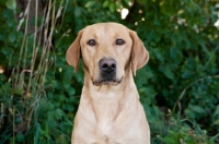 Picture of Lab portrait, front view