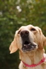 Picture of Labrador about to bark