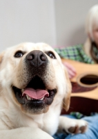 Picture of Labrador at home