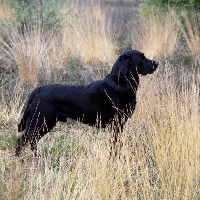 Picture of labrador in long grass