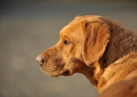 Picture of Labrador in profile