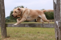 Picture of Labrador jumping fence