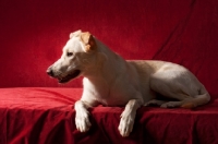 Picture of Labrador mix lying down