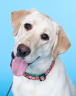 Picture of labrador on blue background