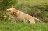 Picture of Labrador Retriever coming out of water