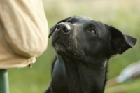 Picture of Labrador Retriever looking at owner