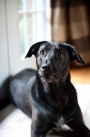 Picture of Labrador retriever mix