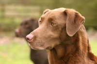 Picture of Labrador Retriever portrait