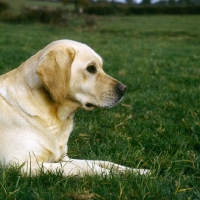 Picture of labrador retriever, portrait