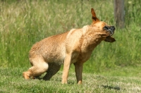 Picture of Labrador Retriever shaking