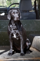 Picture of Labrador Retriever sitting in car