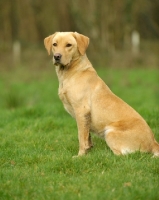 Picture of Labrador Retriever sitting on grass