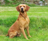 Picture of Labrador Retriever sitting on grass