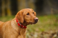 Picture of Labrador Retriever standing in countryside with red collar