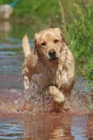 Picture of Labrador retriever walking in water