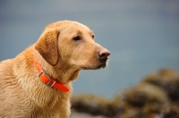 Picture of Labrador Retriever