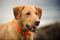 Picture of Labrador Retriever